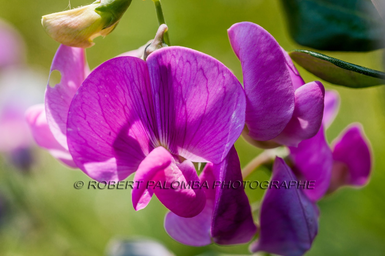 Flore Méditerranéenne