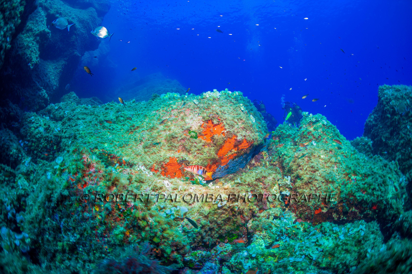 Plongée-sous-marine