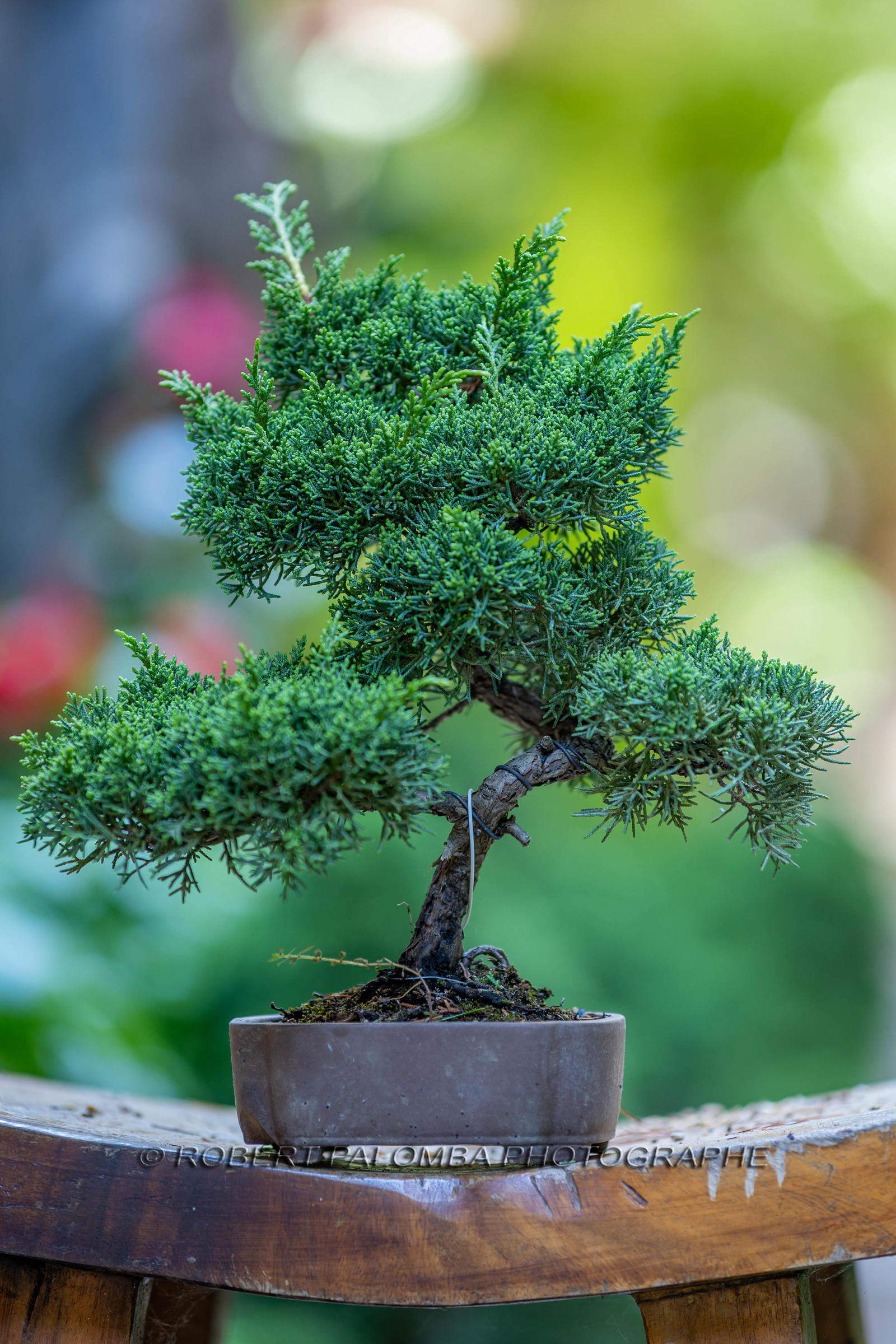 Bonsai