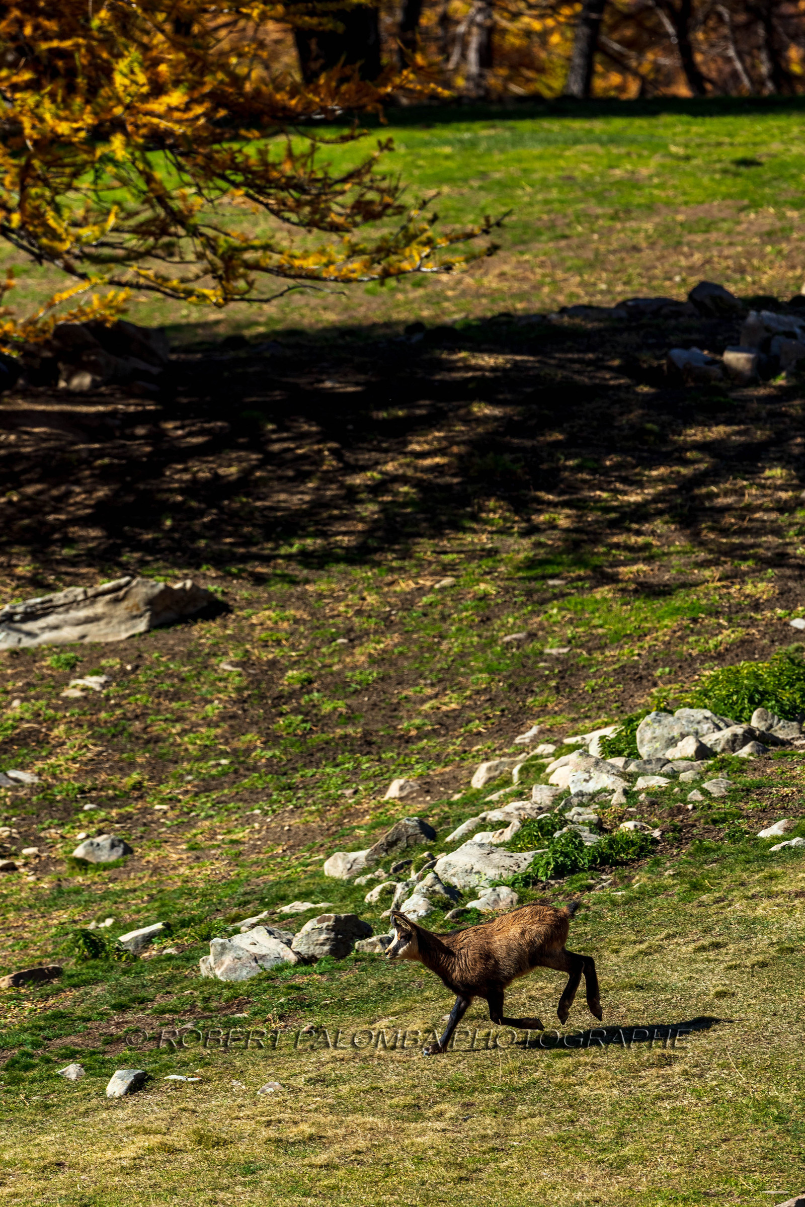 Chamois, Rupicapra rupicapra