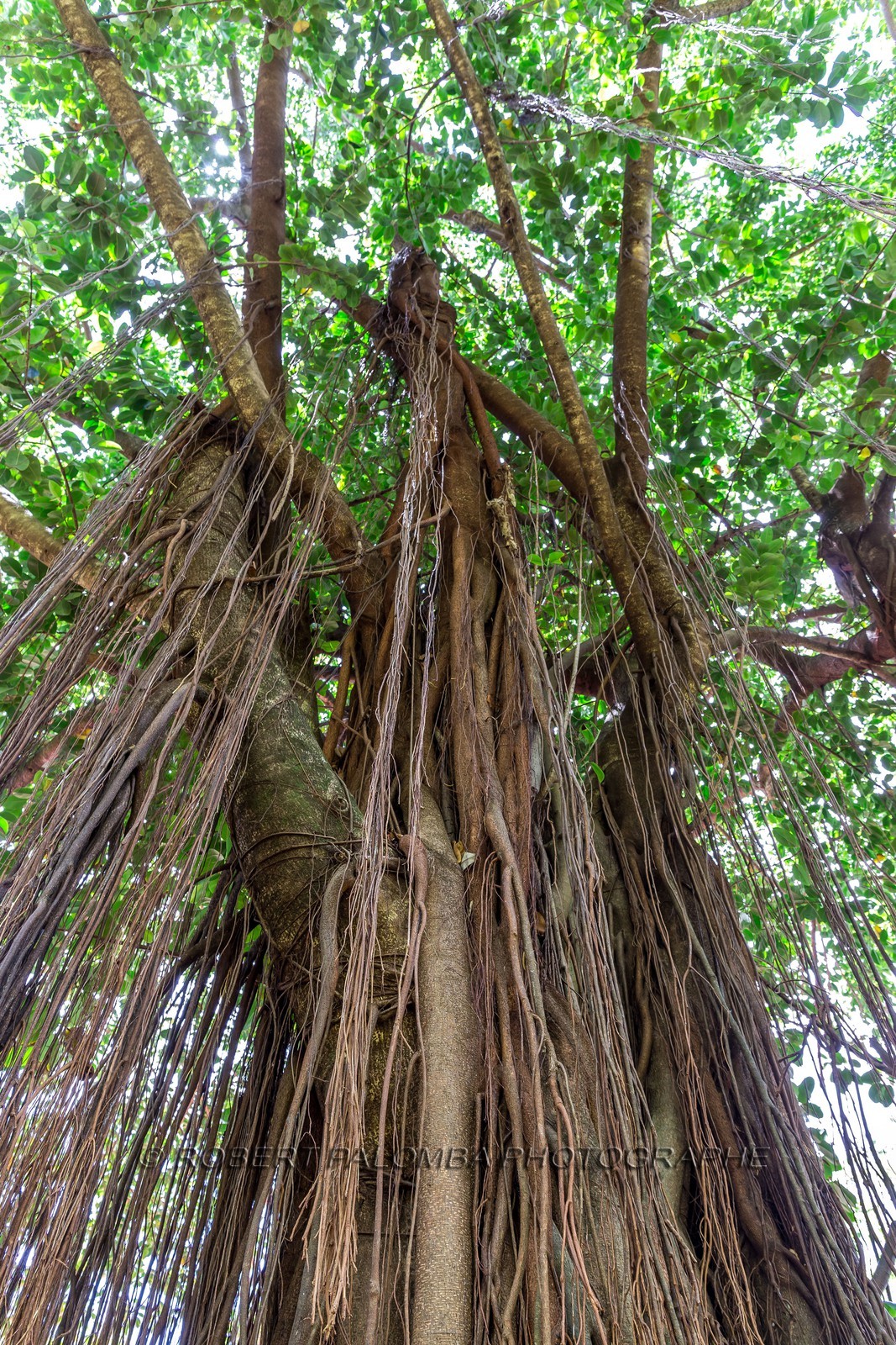 Banian, Benghalensis