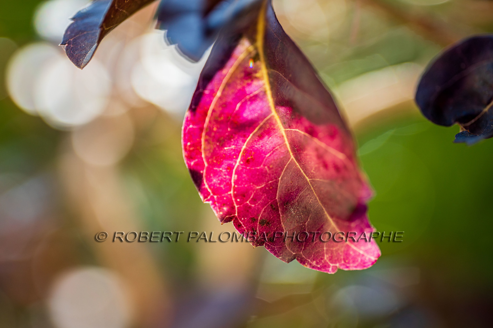 Flore méditerranéenne