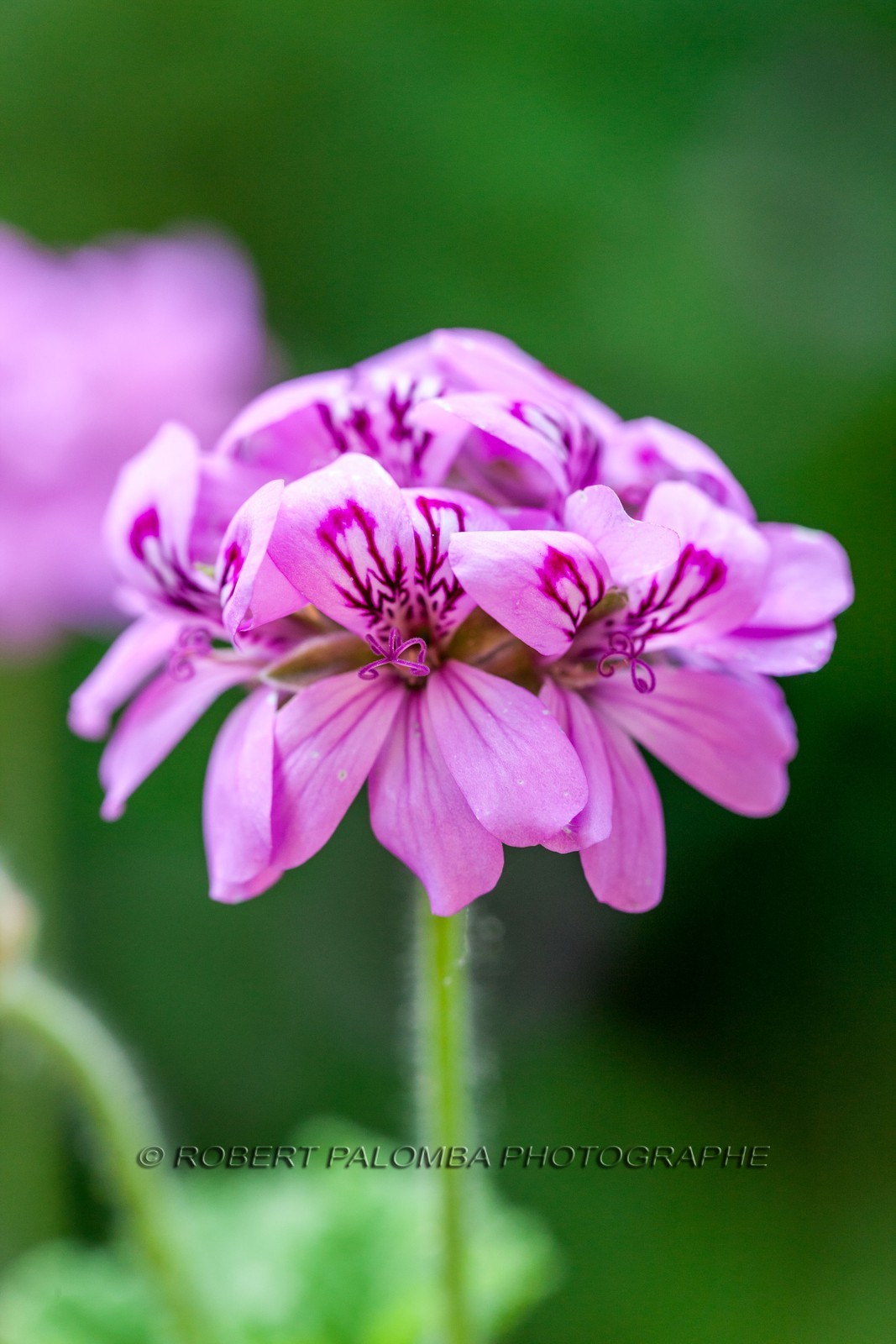 Flore Méditerranéenne