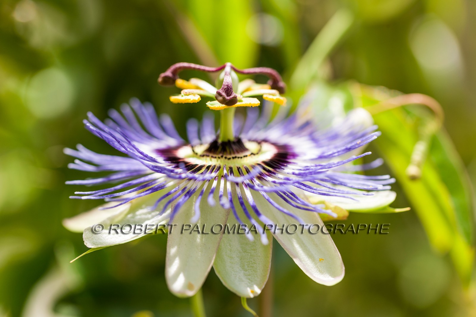 Flore méditerranéenne