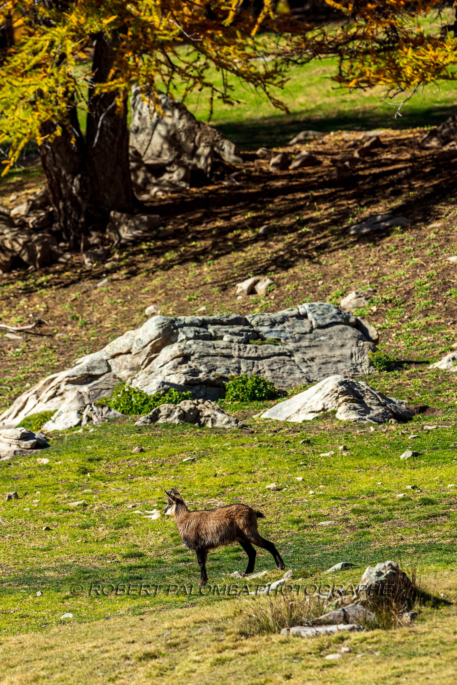 Chamois, Rupicapra rupicapra