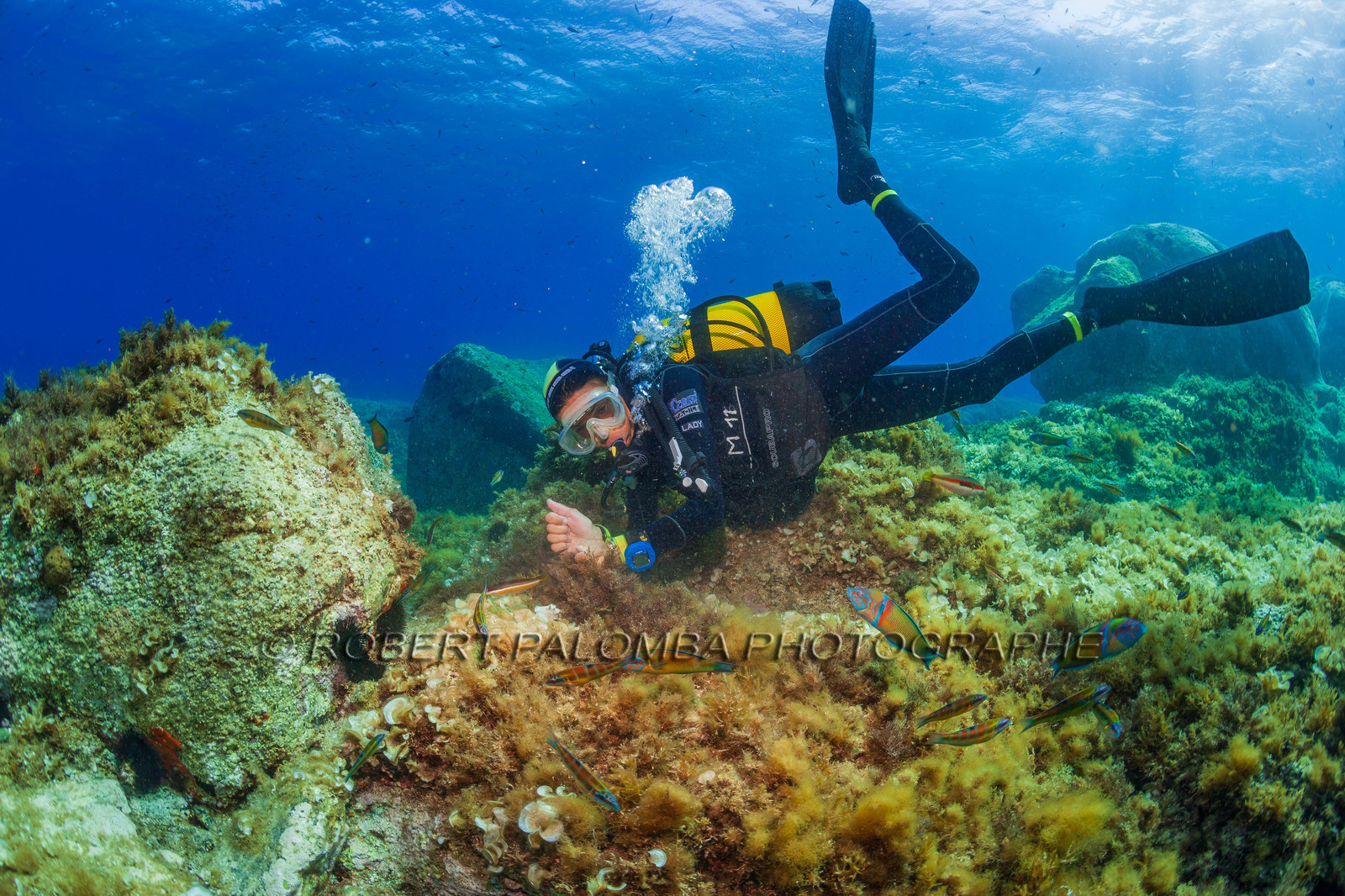 Plongée-sous-marine