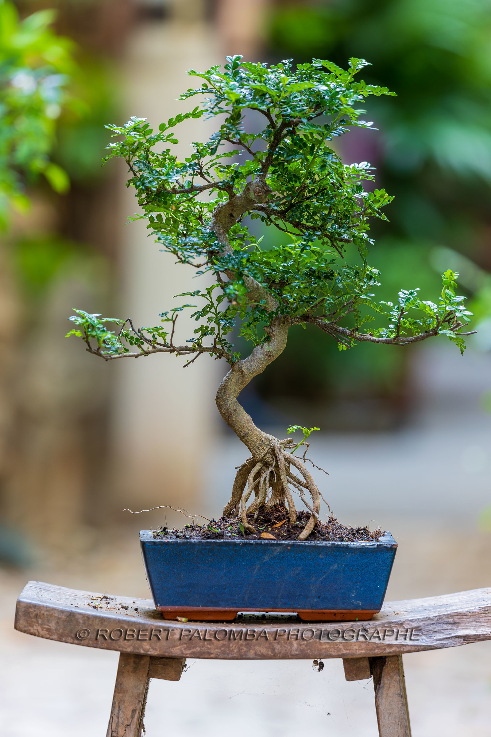 Bonsai