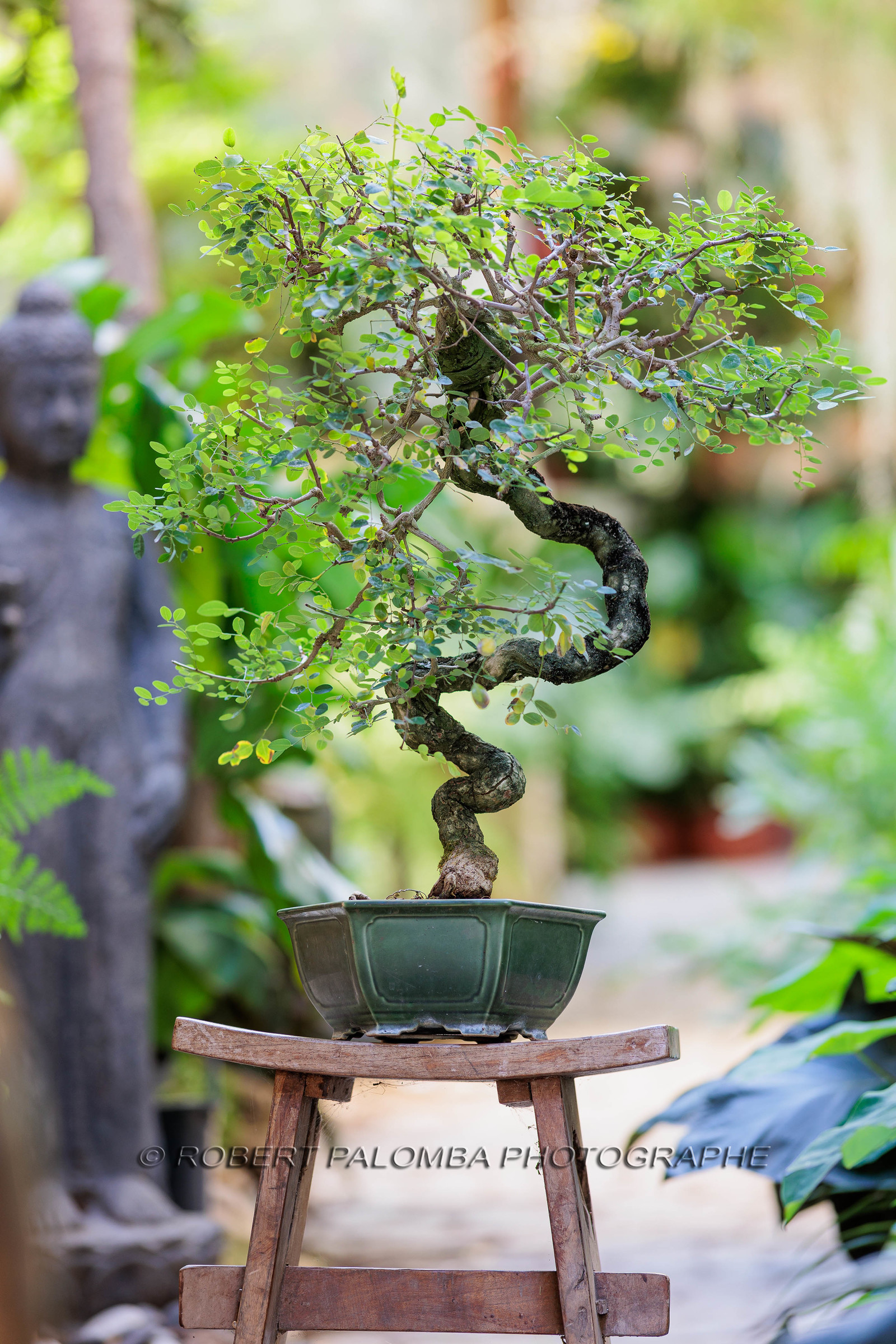 Bonsai Center