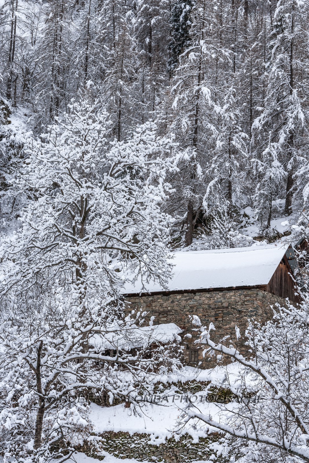 Saint-Dalmas-le-Selvage