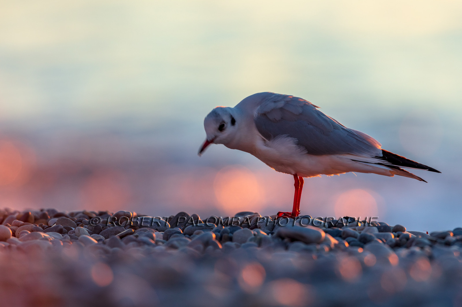 Alpes-Maritimes (06) Nice