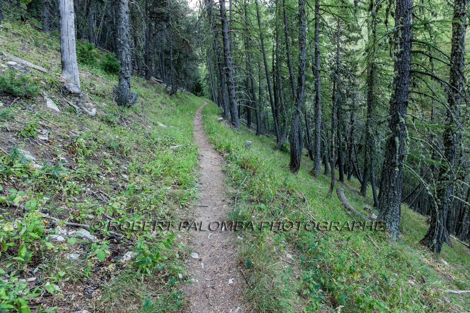 Rando Vtt Lacs de Lignin