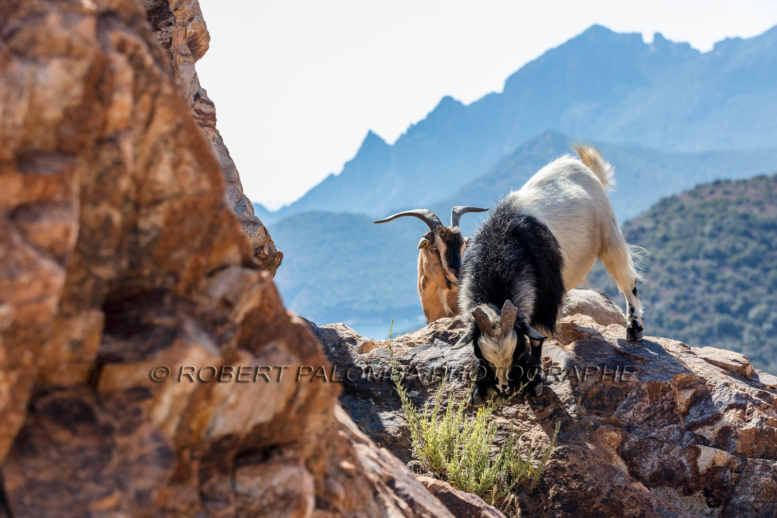 Chèvre corse