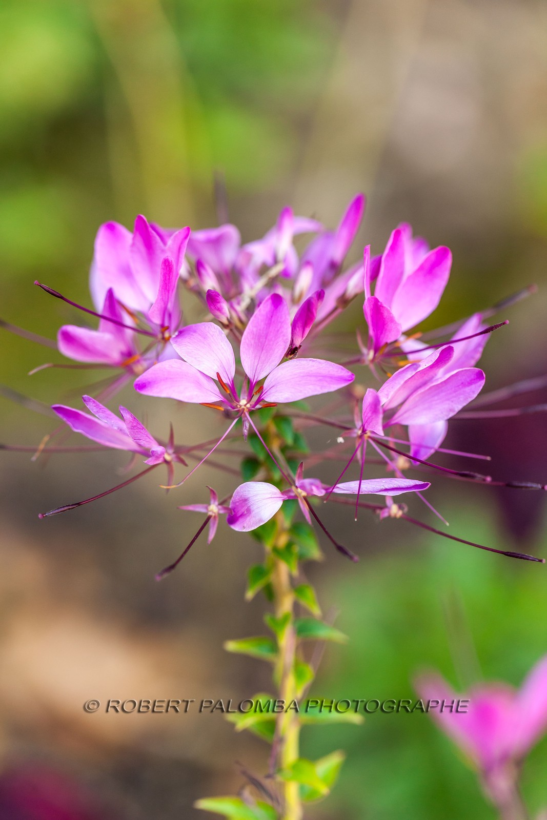 Flore Méditerranéenne