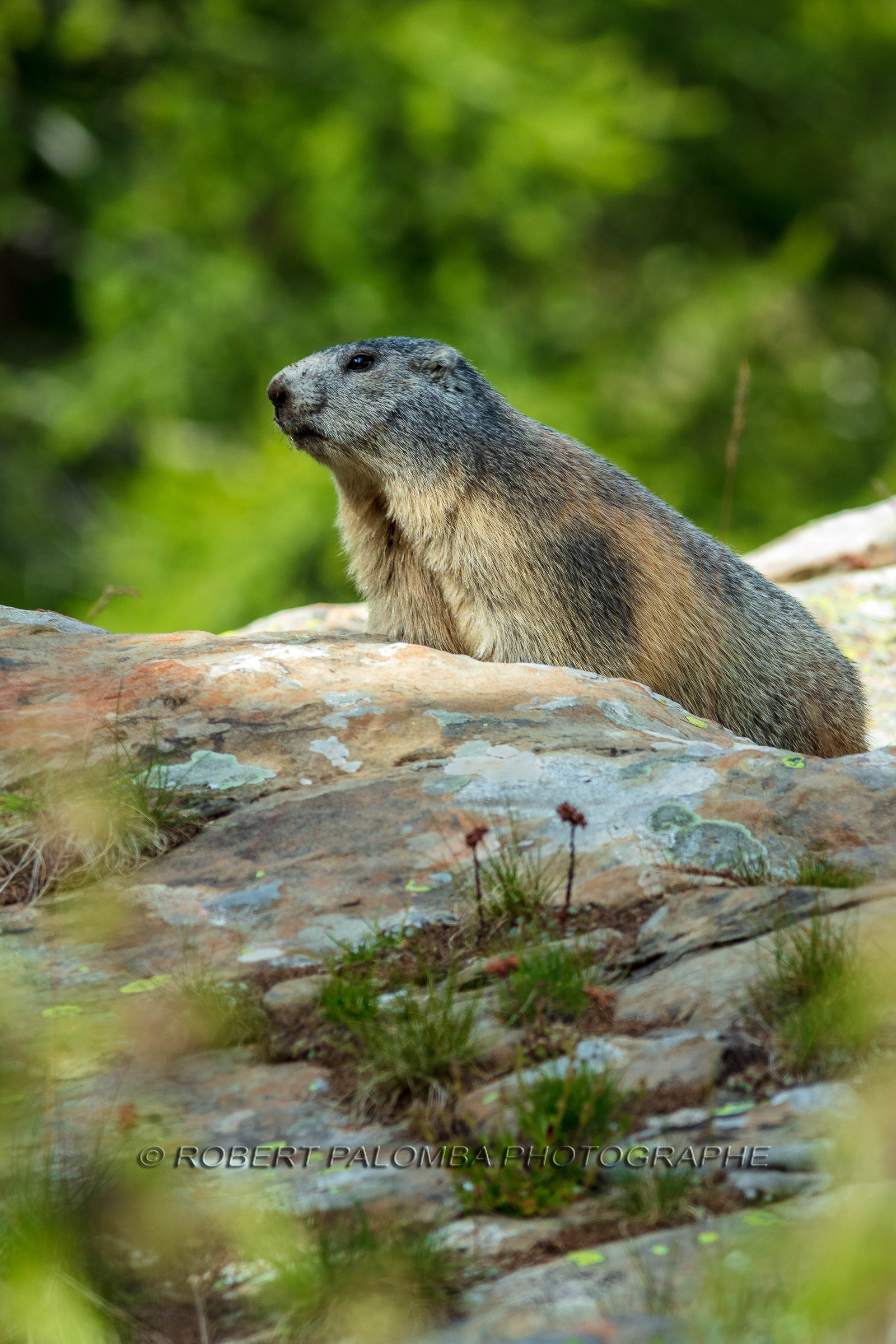 Marmotte