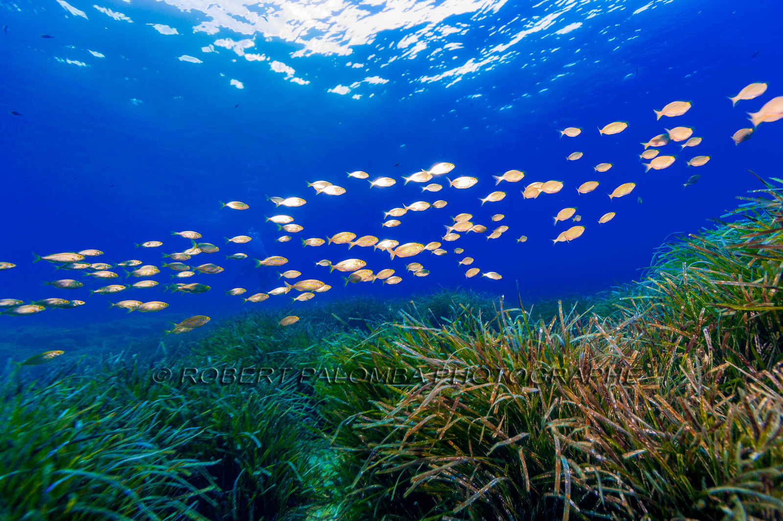 Plongée-sous-marine
