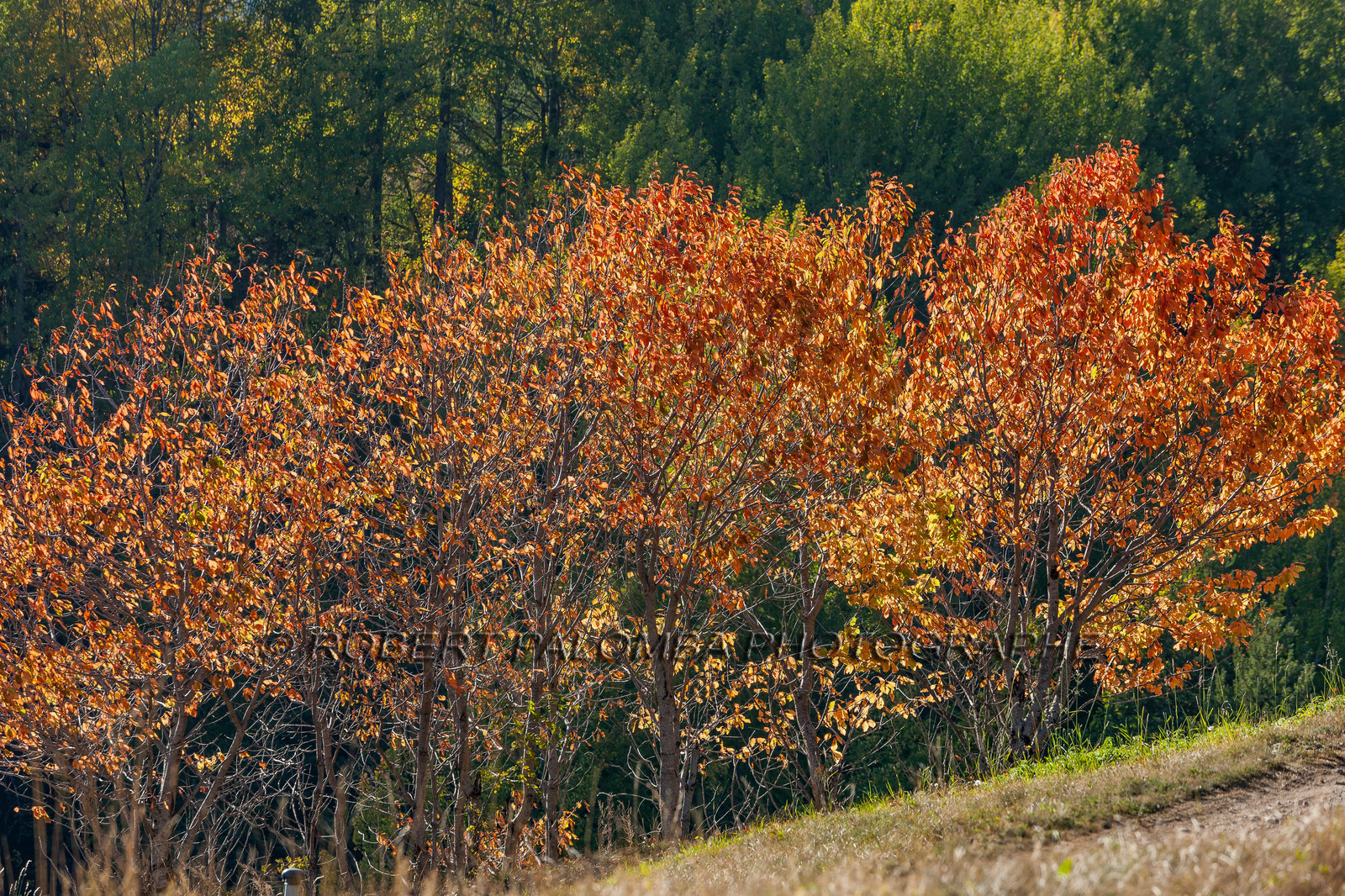 Saint-Etienne-de-Tinée