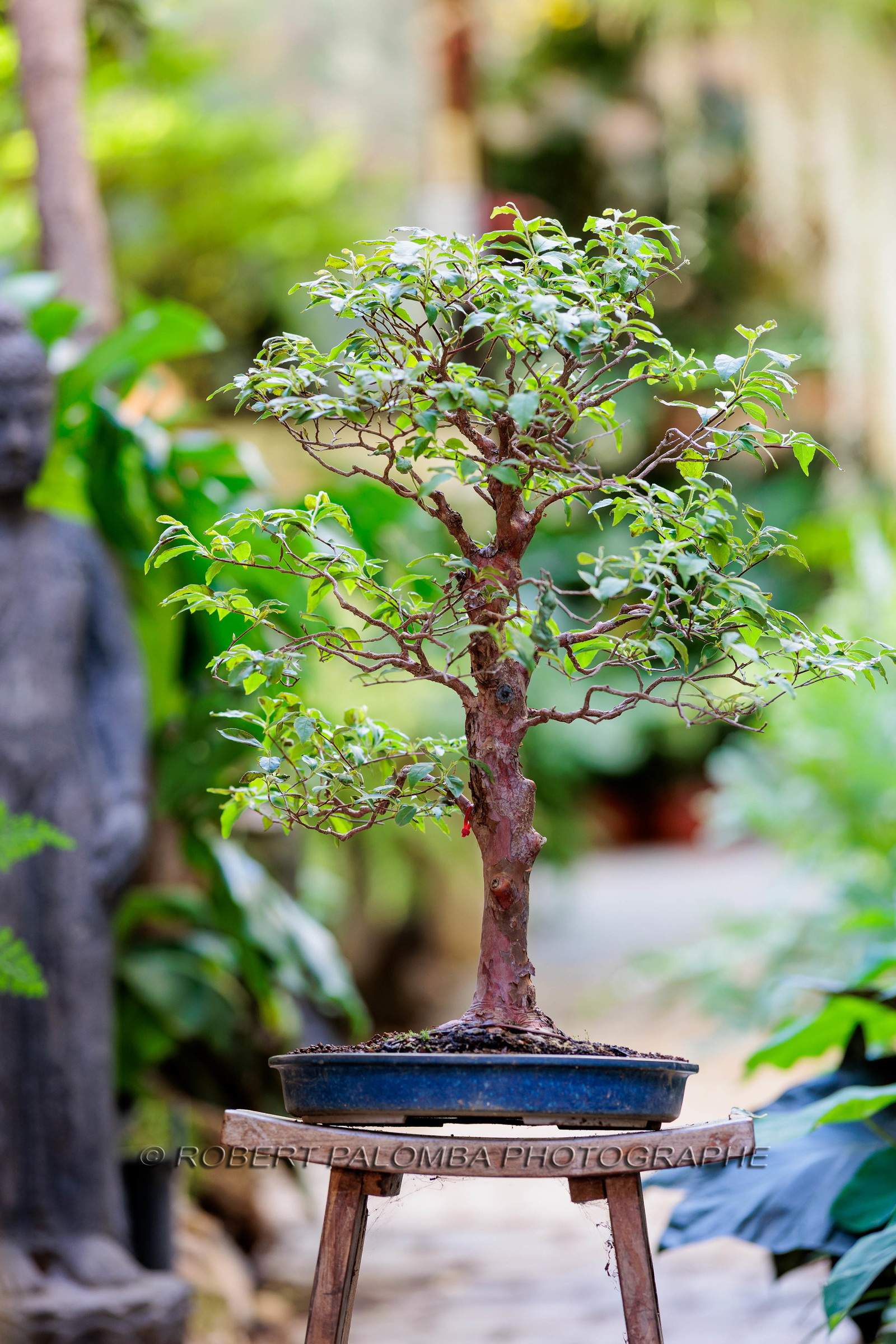 Bonsai Center