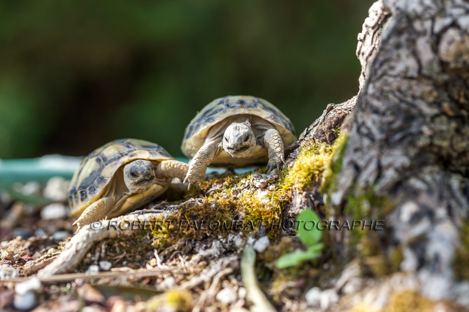 Tortue d'Hermann,Testudo hermanni