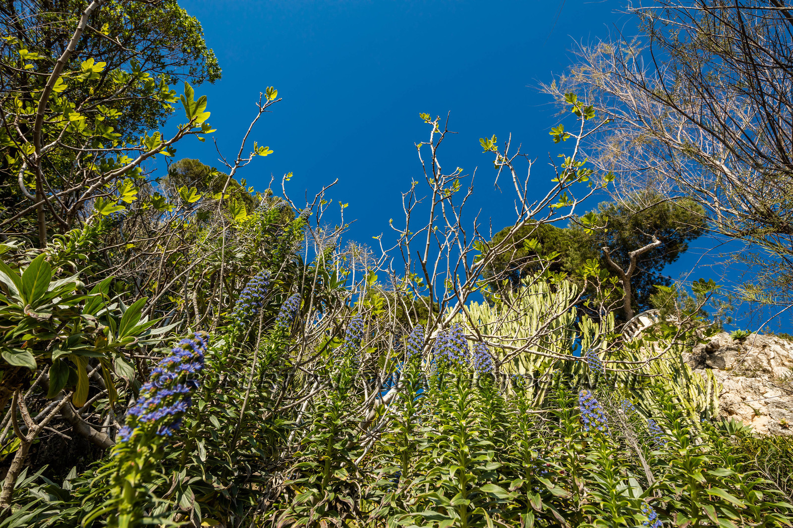 Roquebrune-Cap-Martin