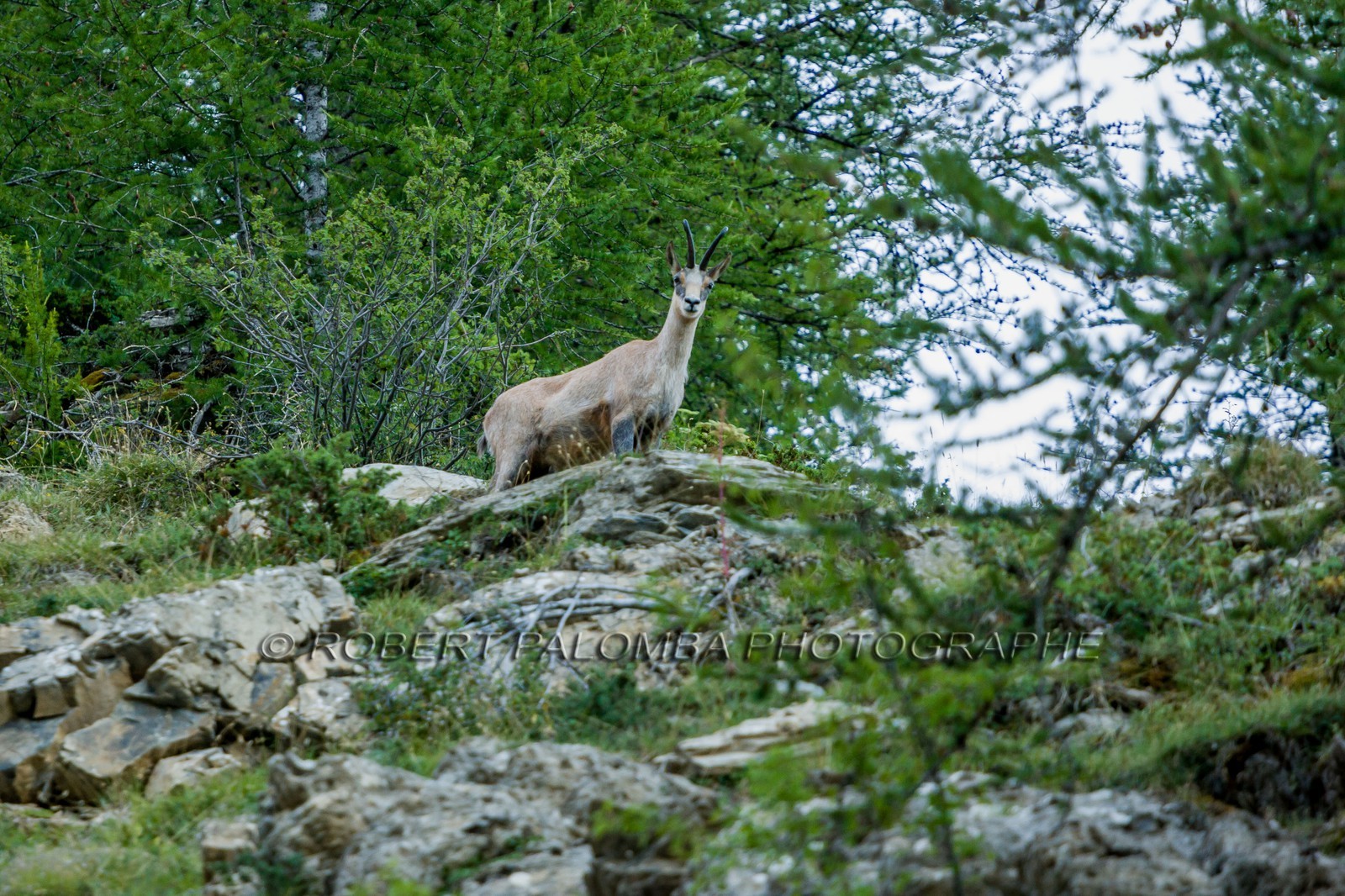 Chamois