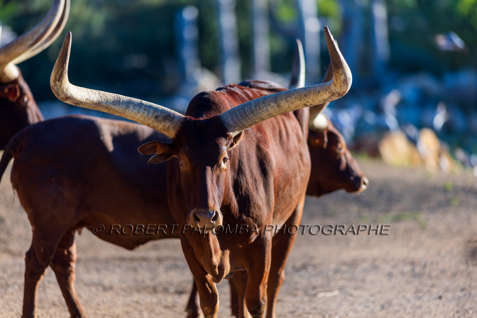 Parc animalier de la Barben