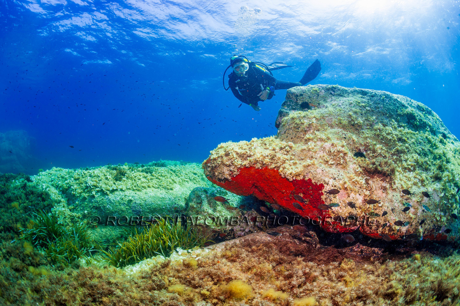 Plongée-sous-marine
