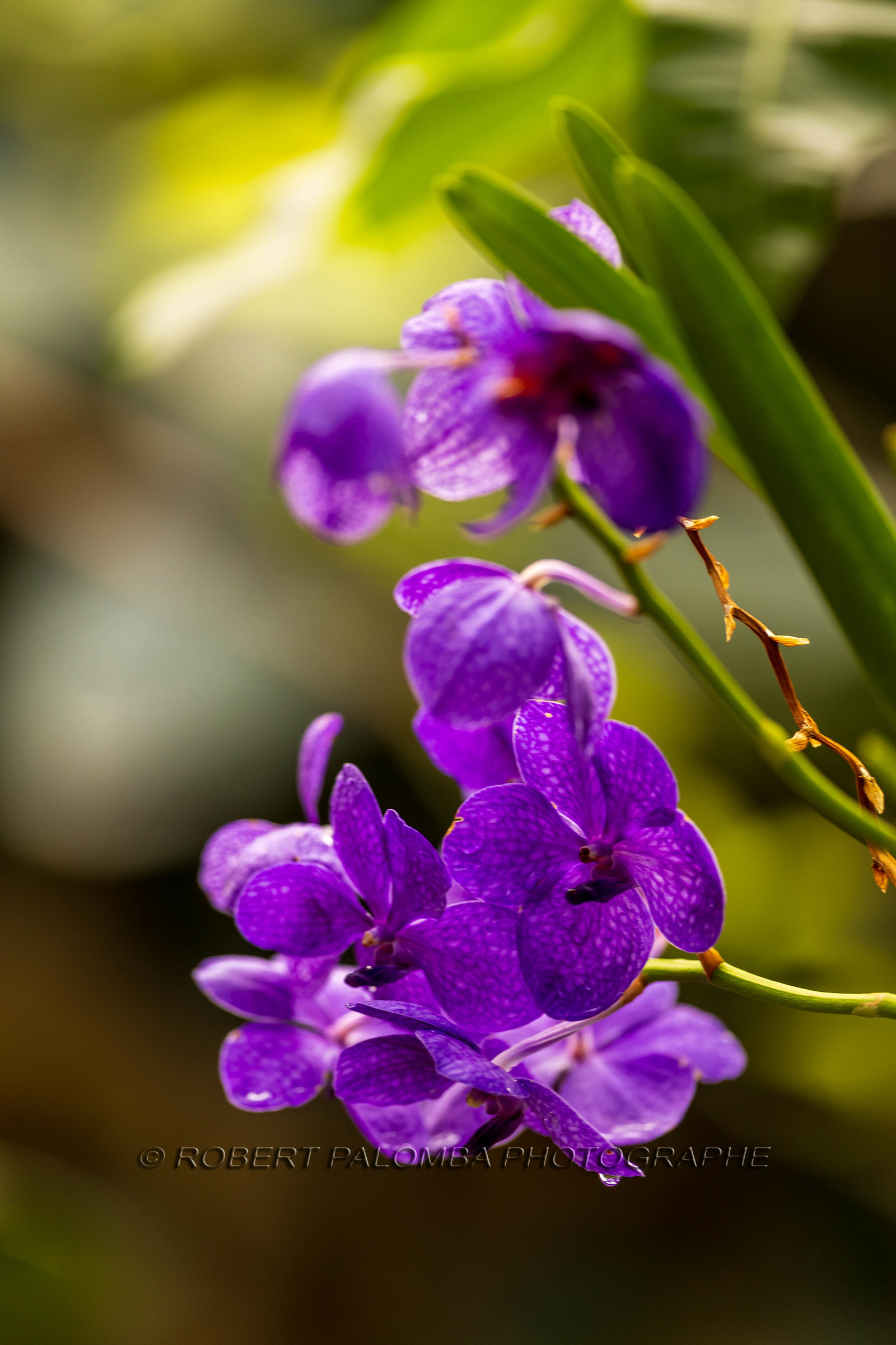 La Ferme aux crocodiles