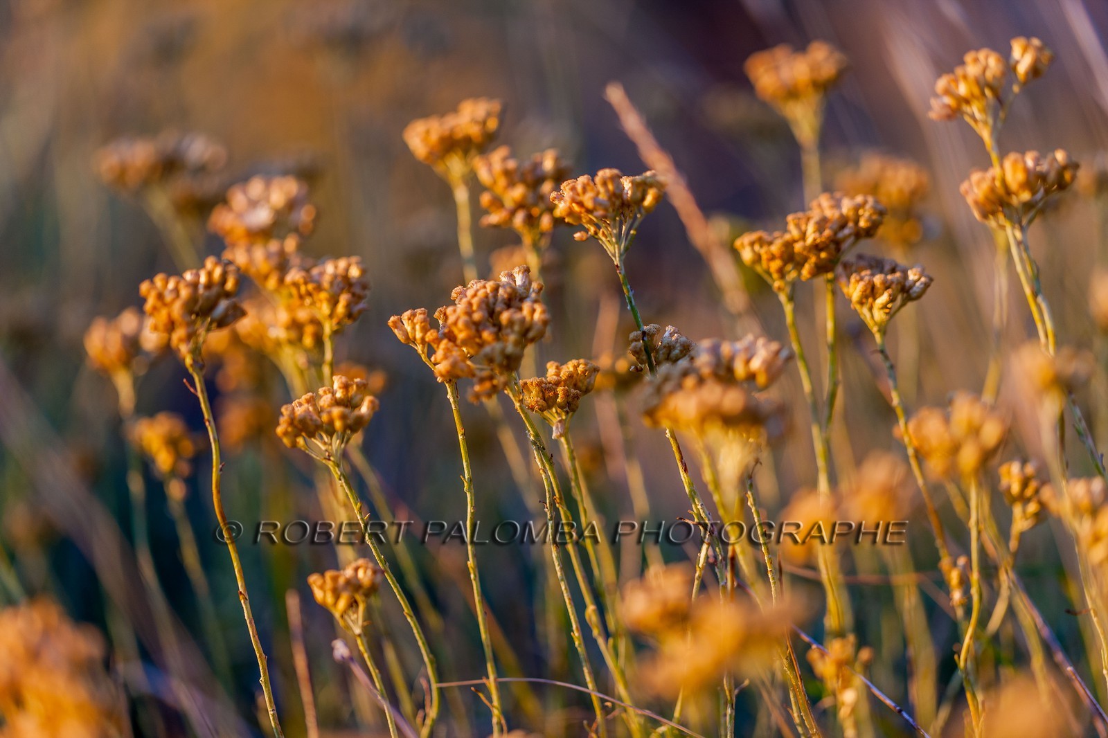 Immortelle commune, Helichrysum stoechas