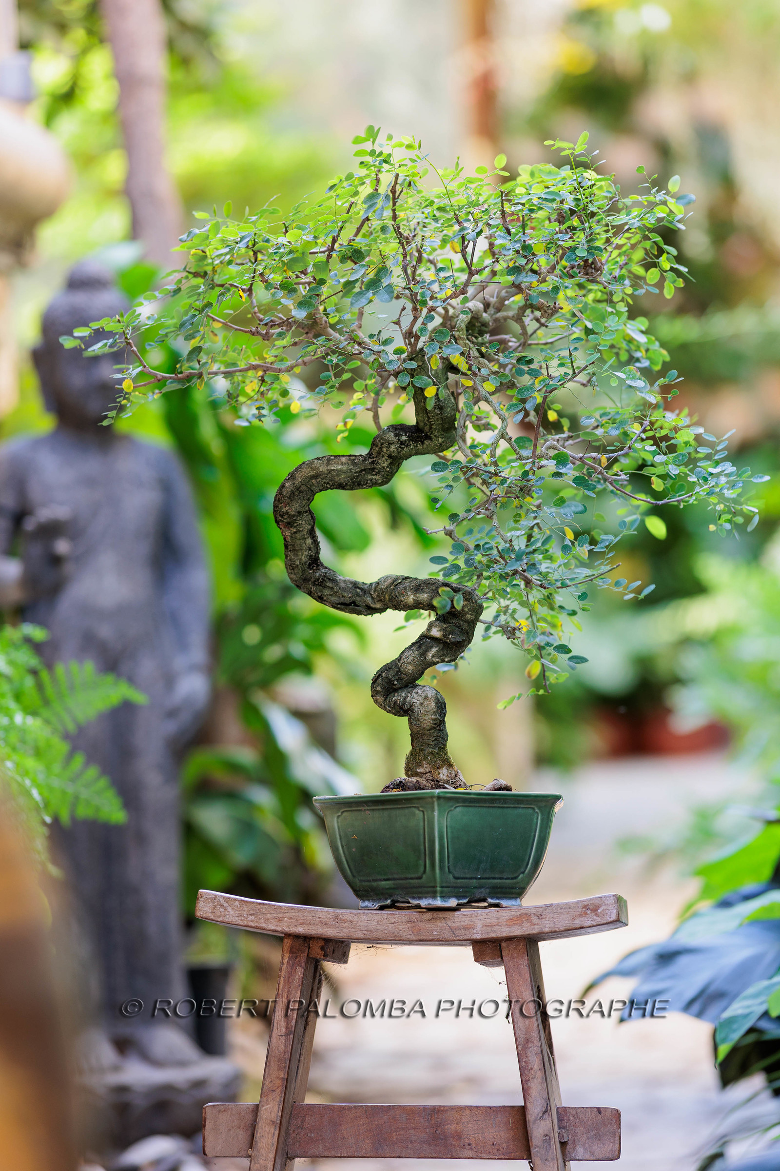 Bonsai Center