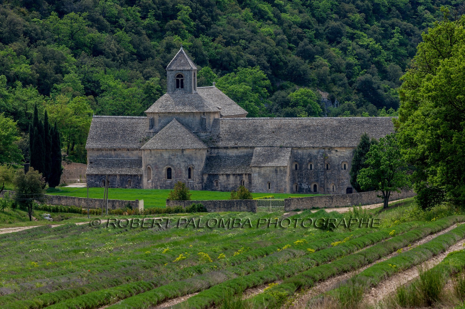 Abbaye de Sénanque