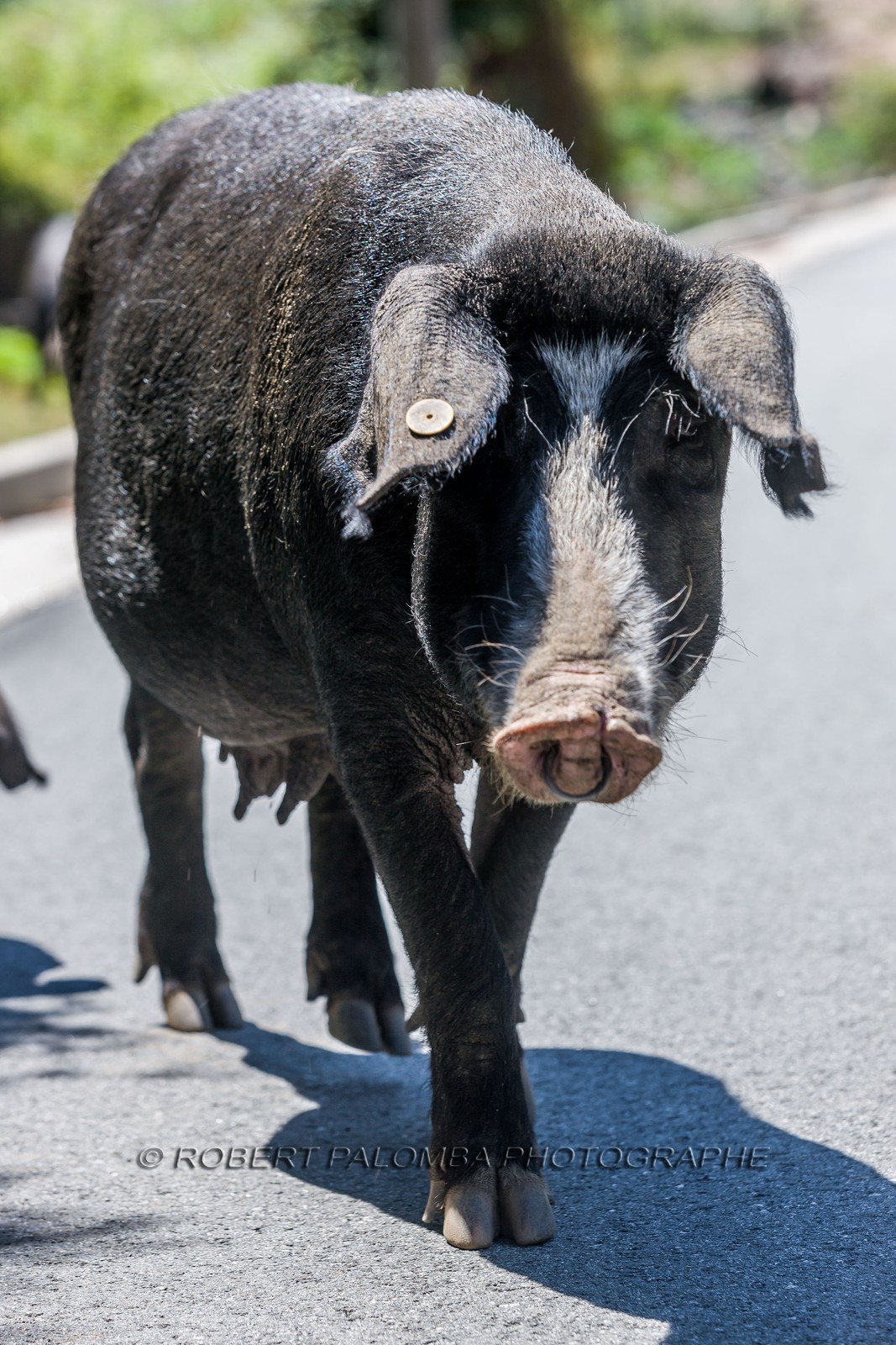 Cochon corse