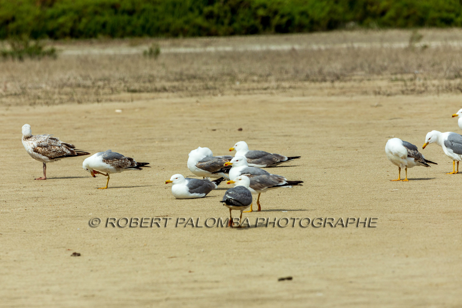 Salins d'Hyères