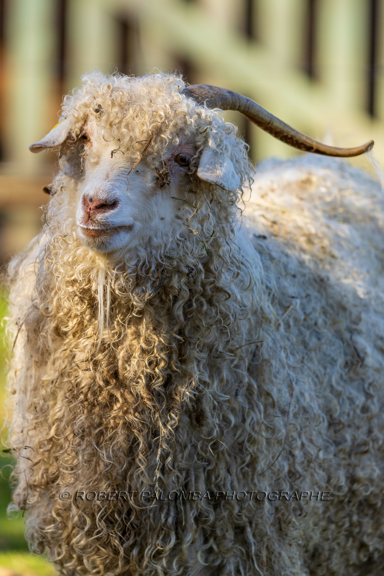 Chèvre mohair
