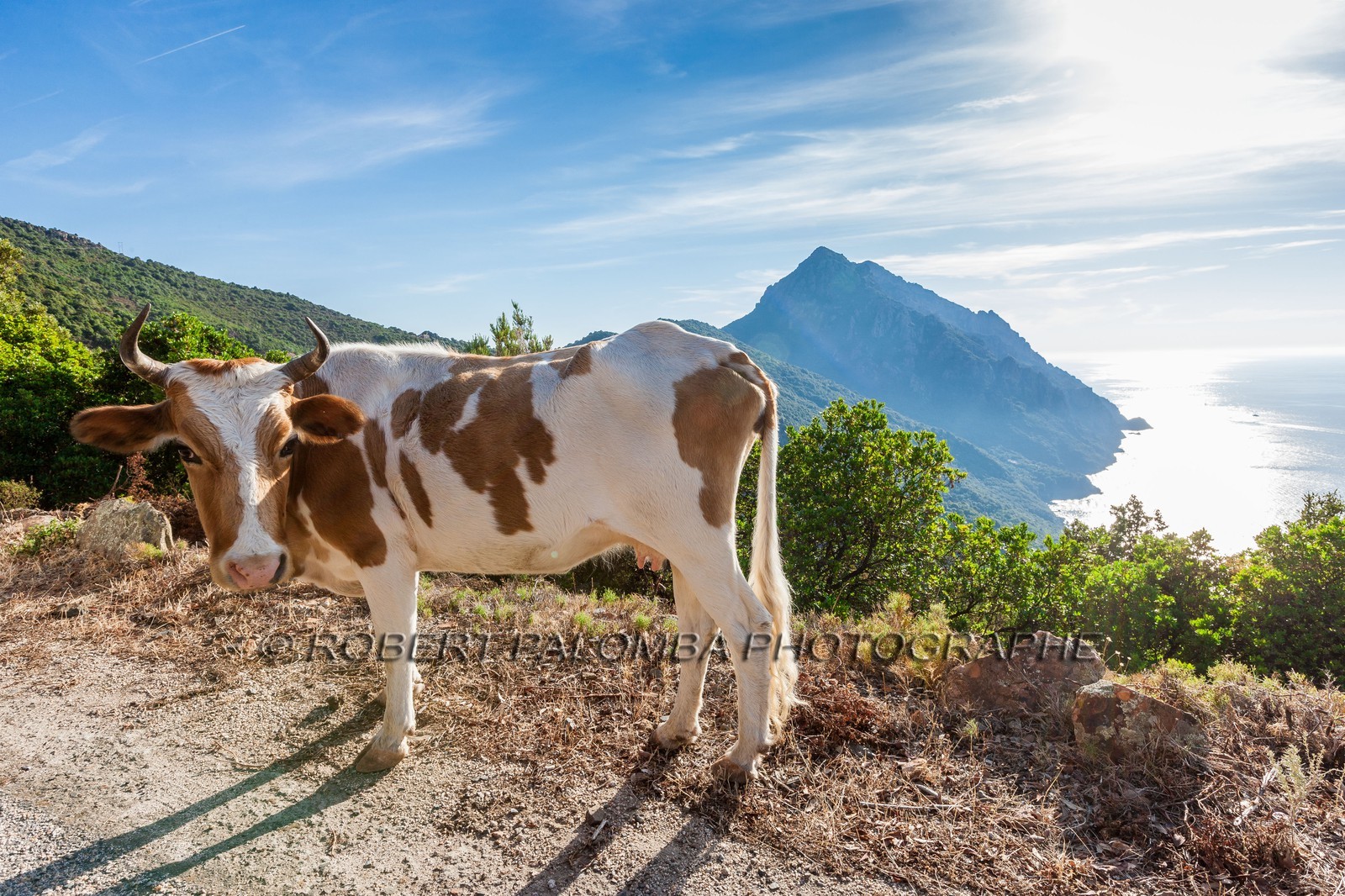 Vache corse