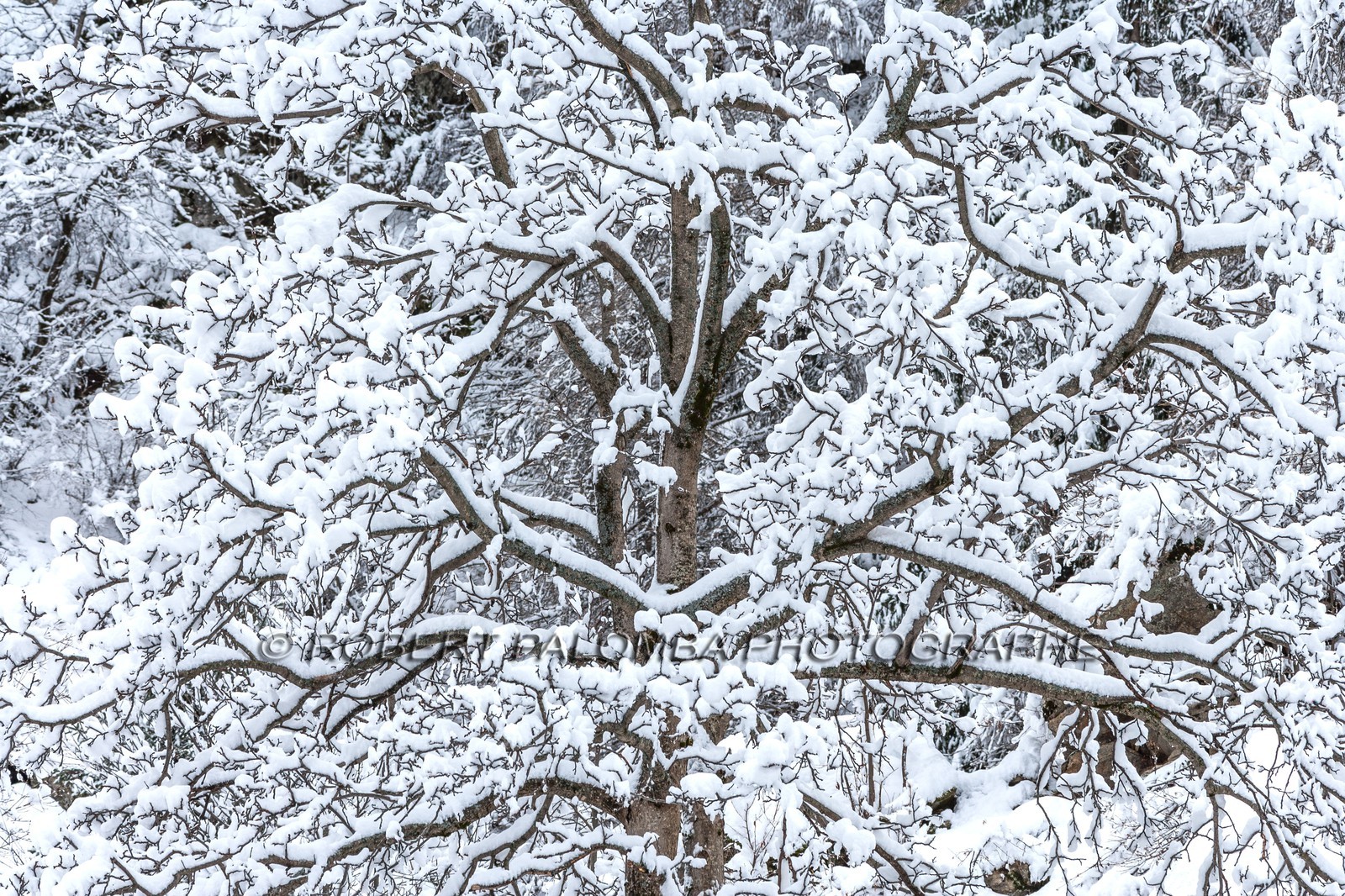 Saint-Dalmas-le-Selvage