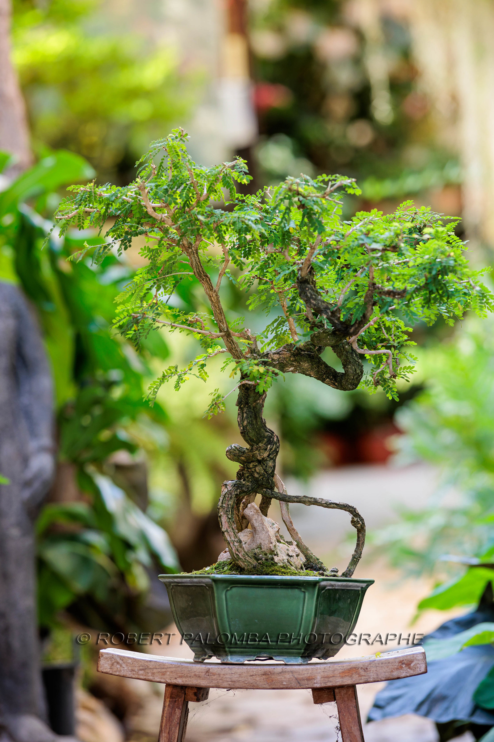 Bonsai Center
