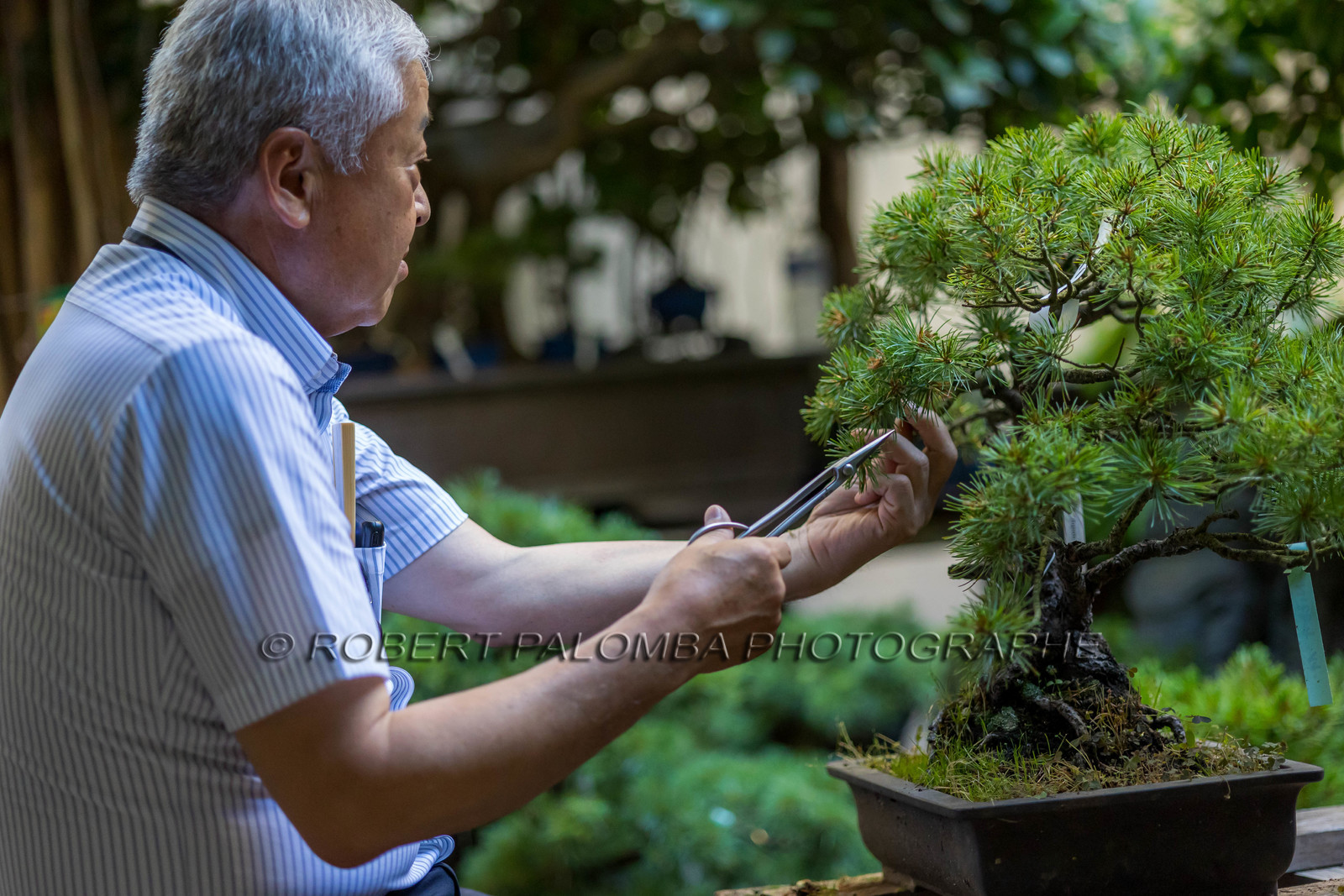 Bonsai Center