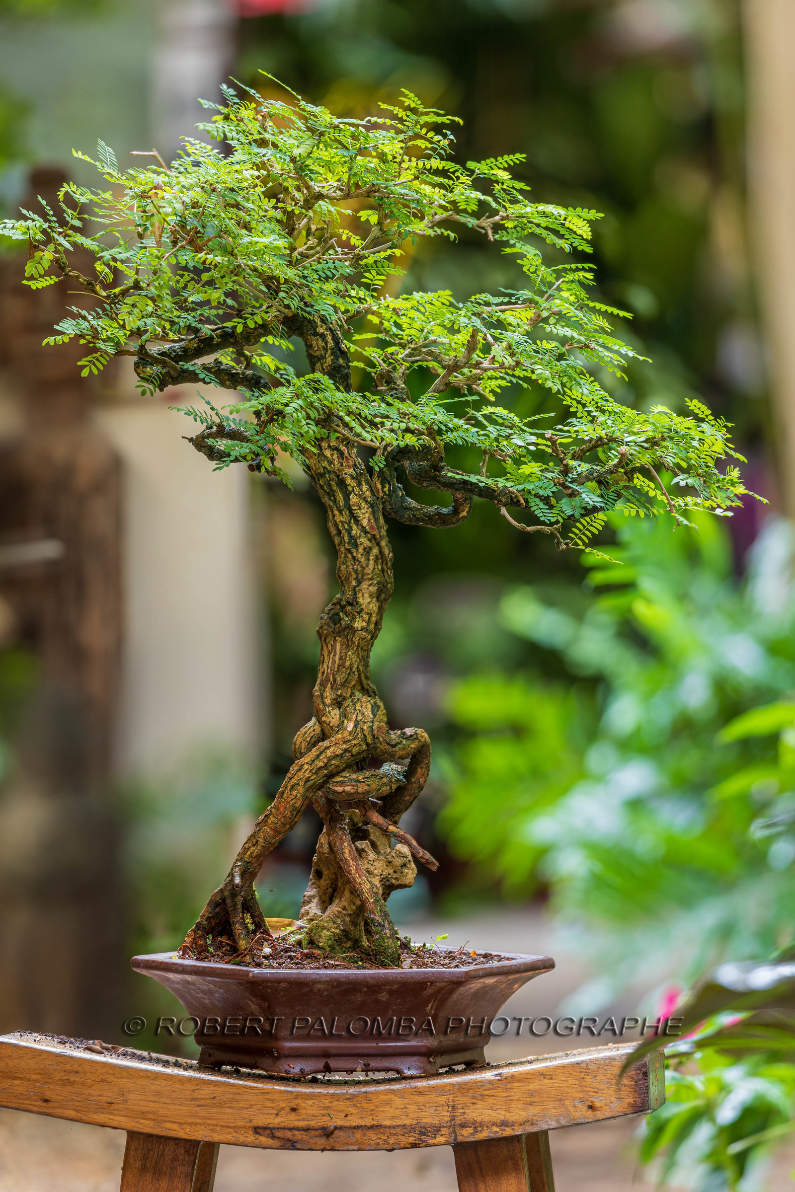Bonsai Center