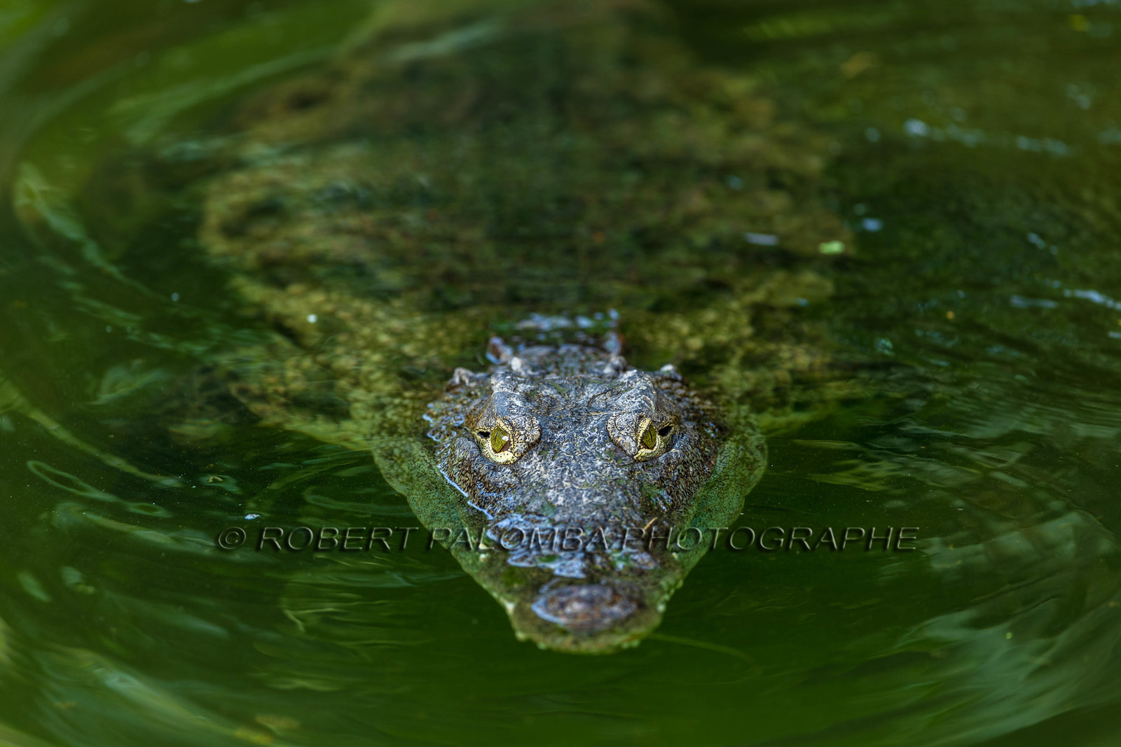 La Ferme aux crocodiles