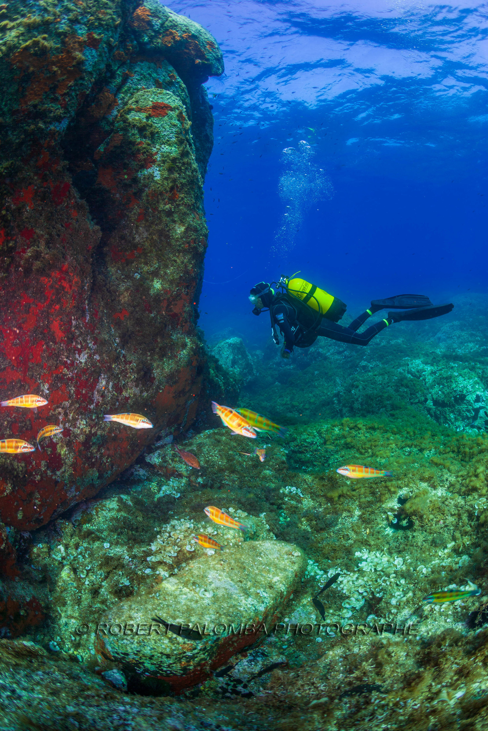 Plongée-sous-marine