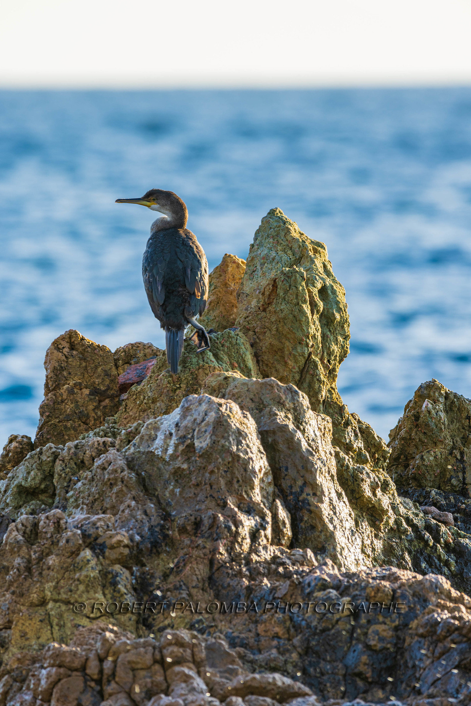 Cormoran huppé immature