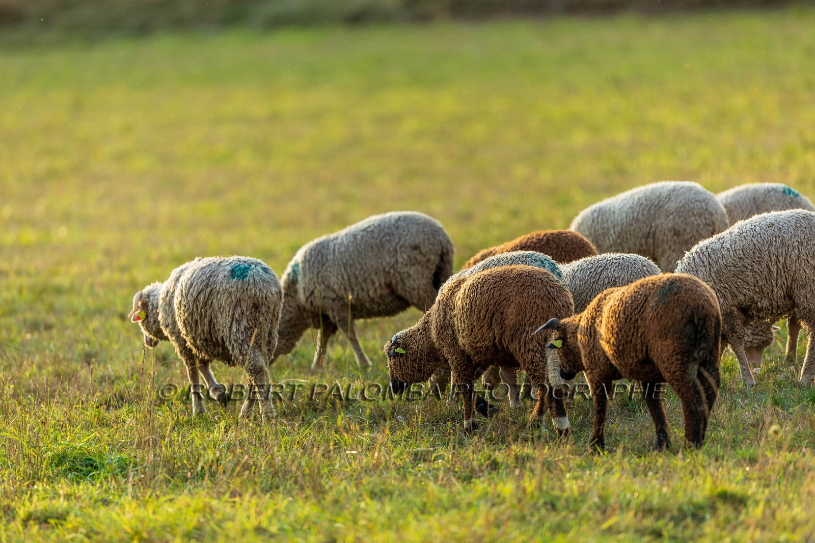 La Colle Saint-Michel