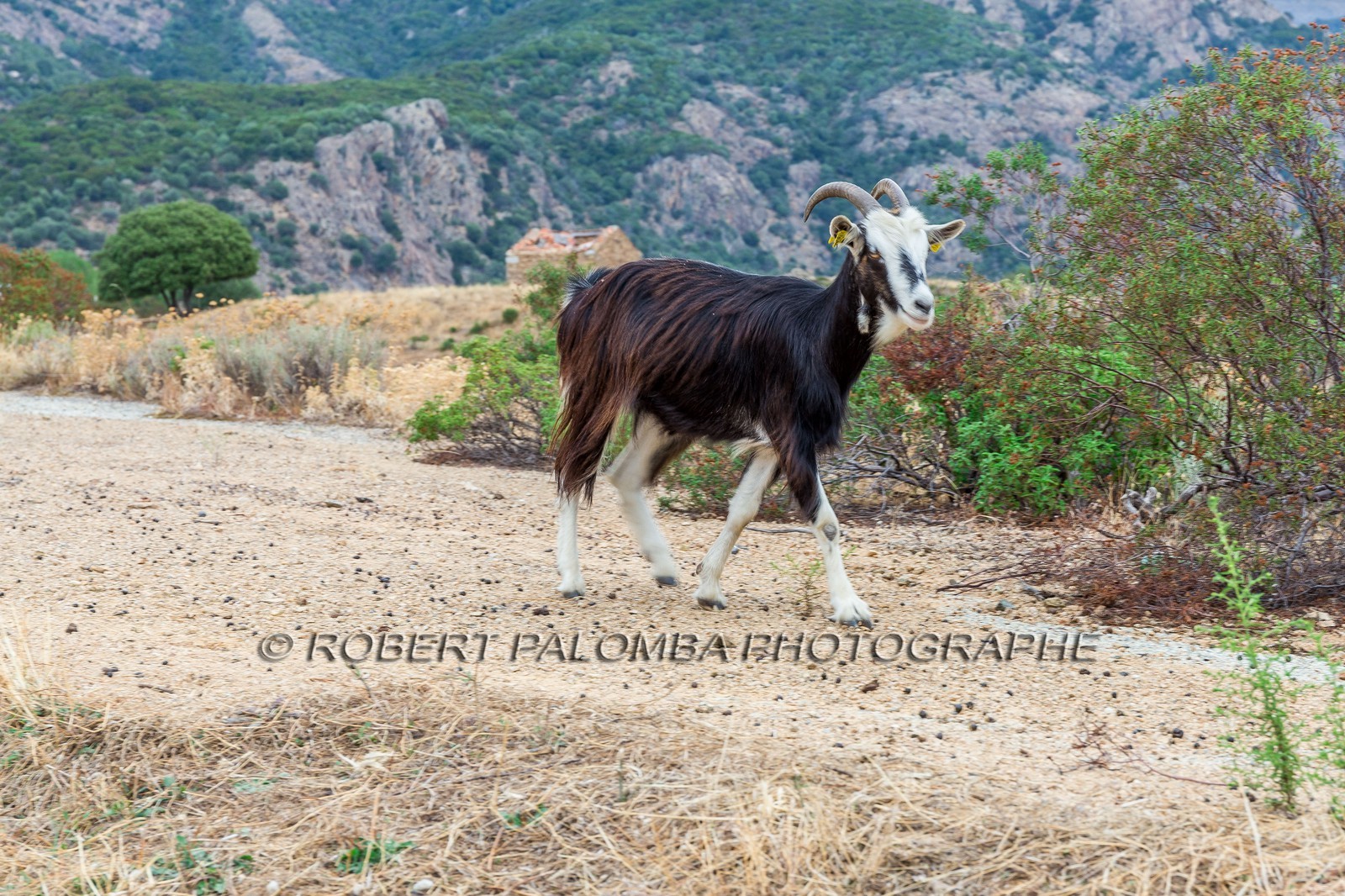 Chèvre corse