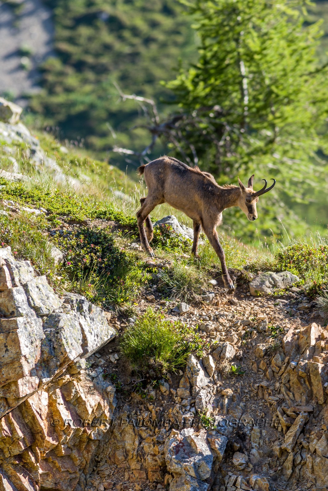 Chamois