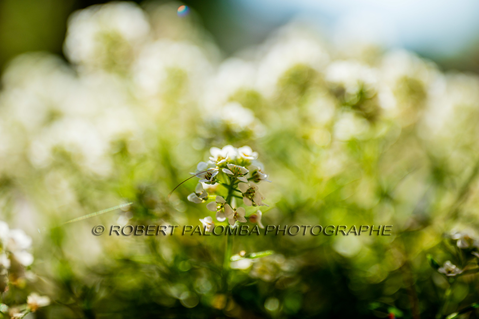 Flore méditerranéenne