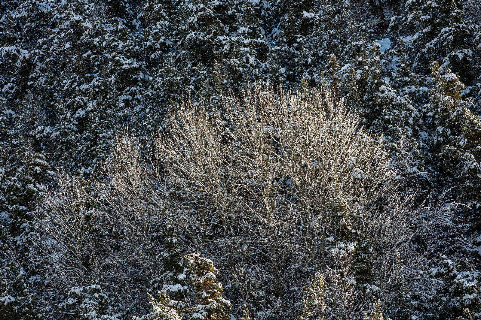 La Colle-Saint-Michel