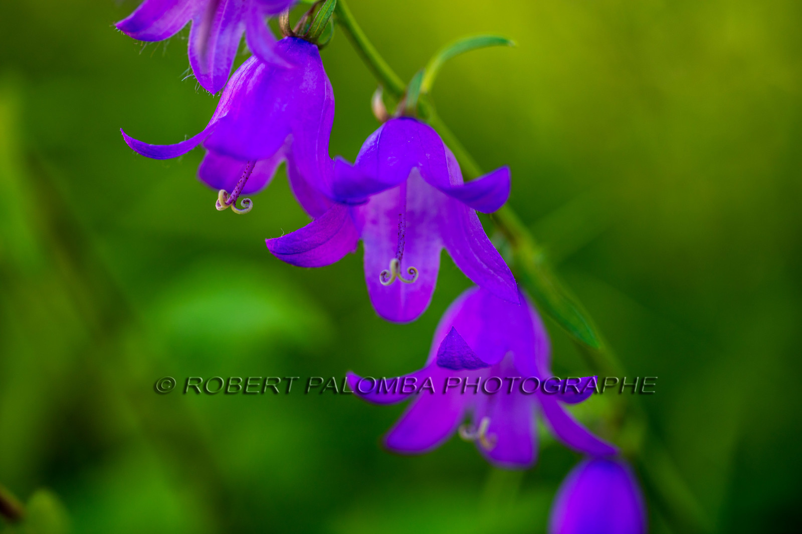 Alpes-de-Haute-Provence (04) Val d'Allos