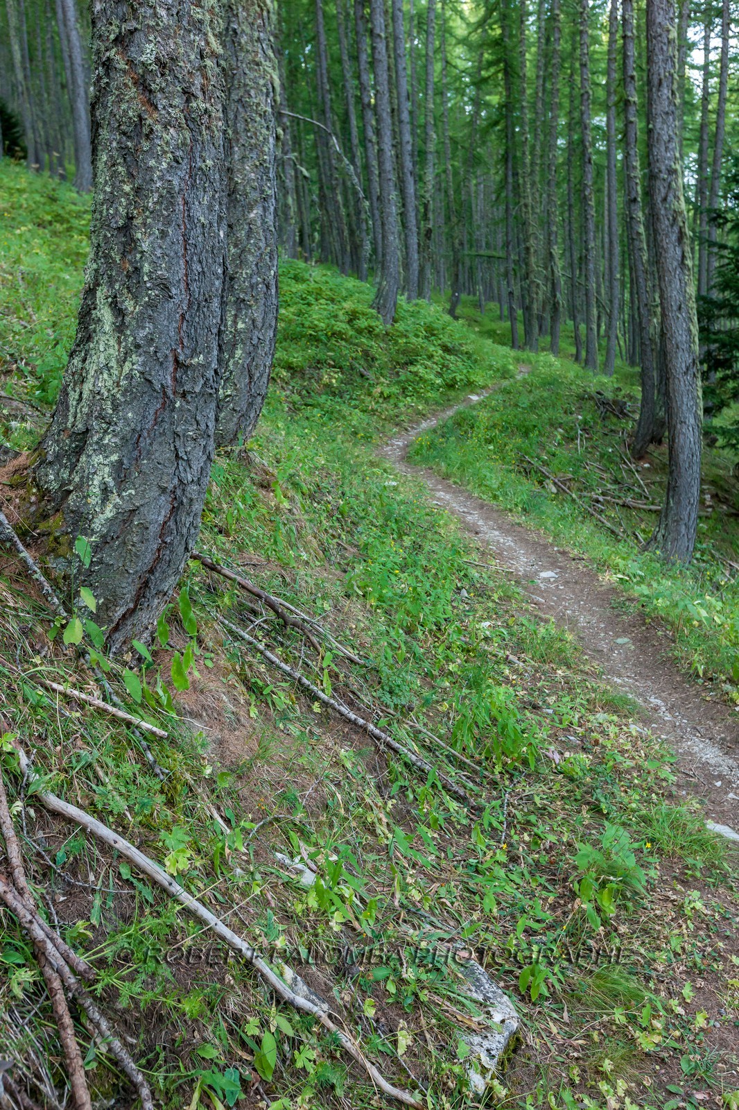Rando Vtt Lacs de Lignin