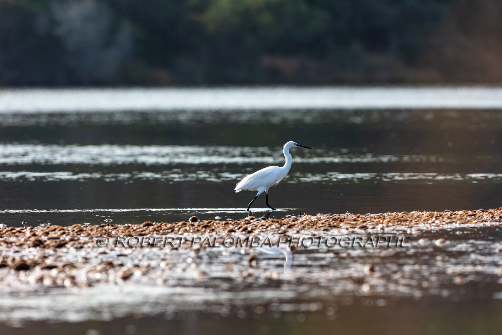 Grande Aigrette