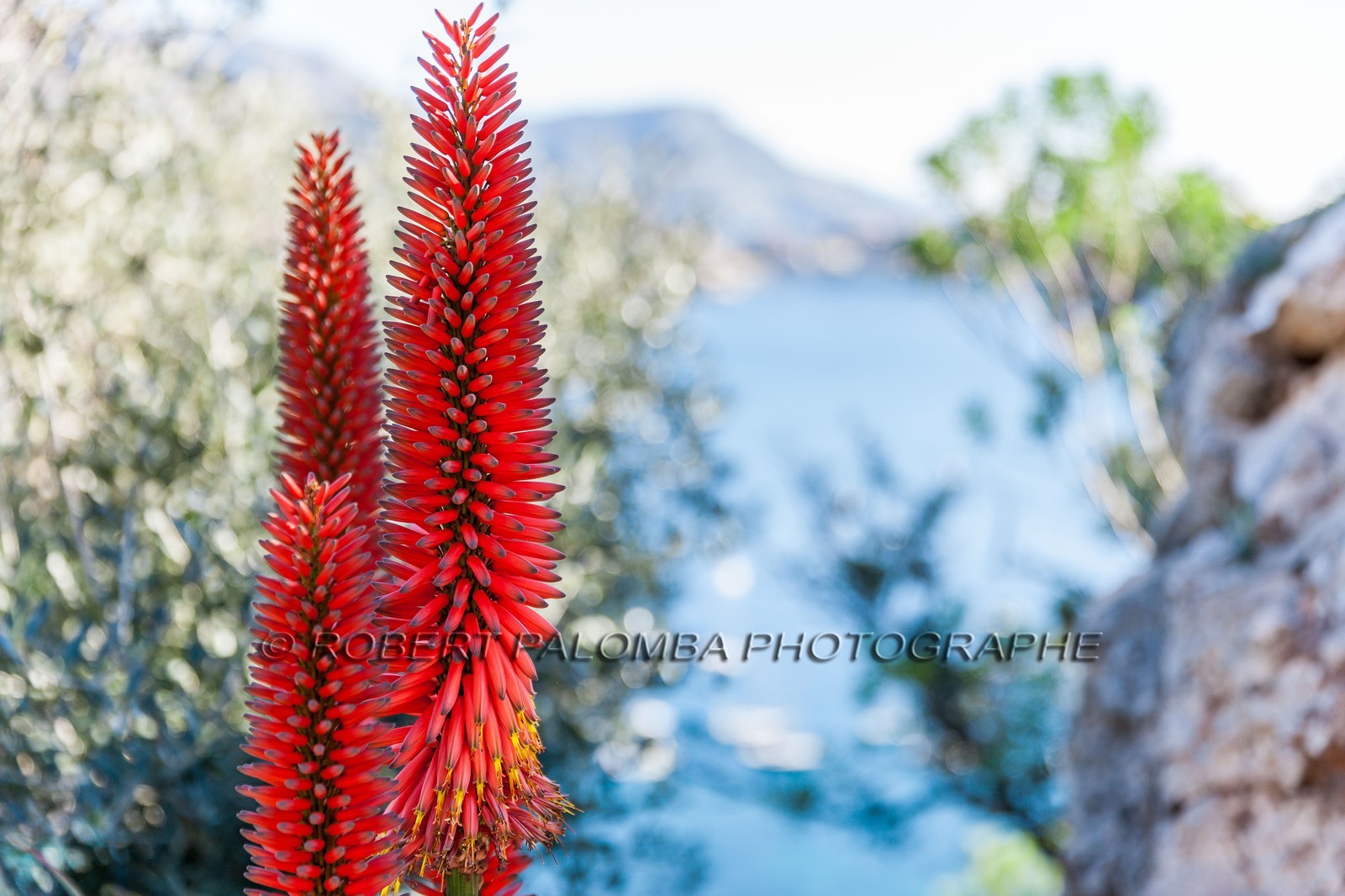 Flore méditerranéenne